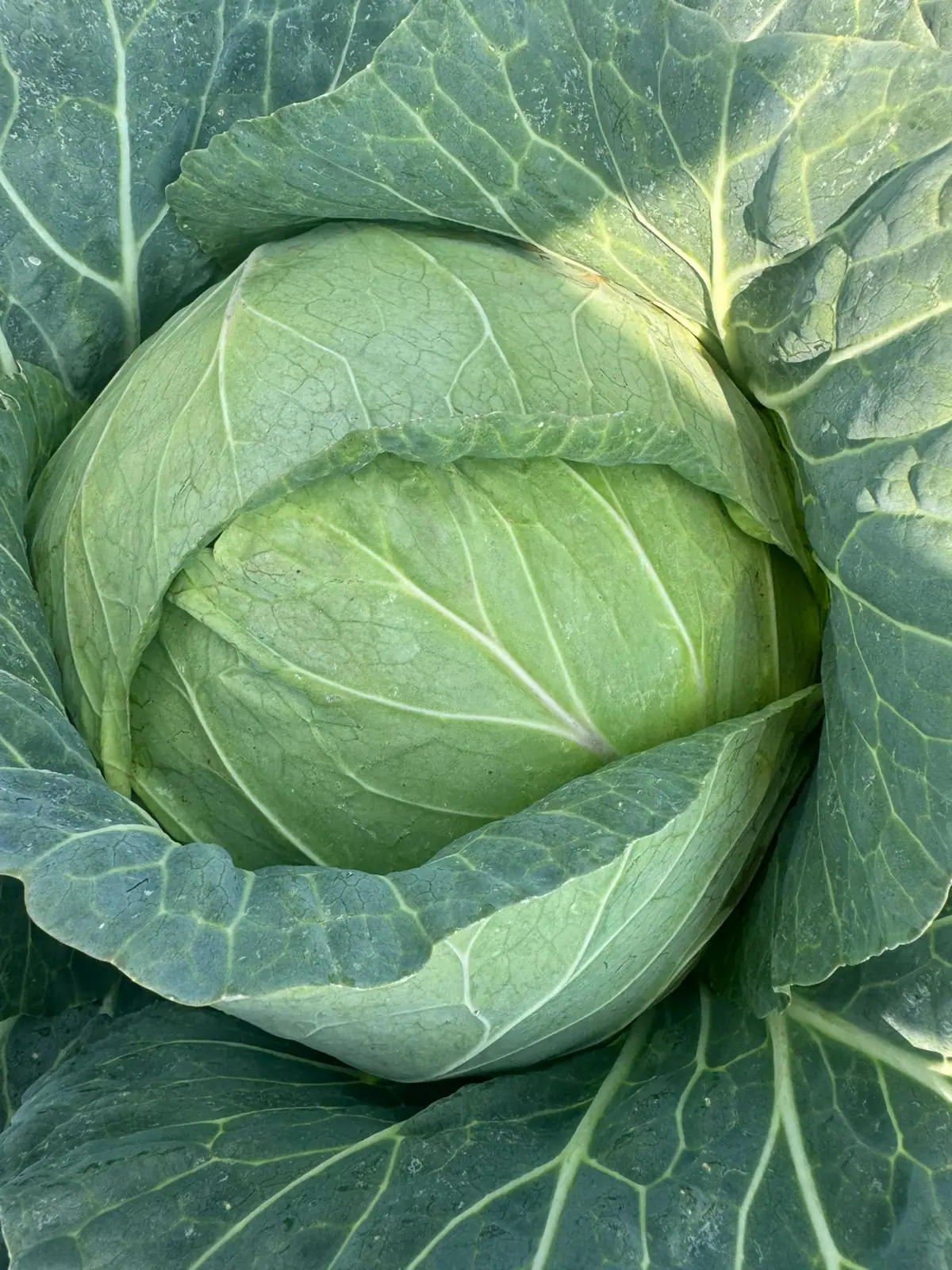 Whole Cabbage
