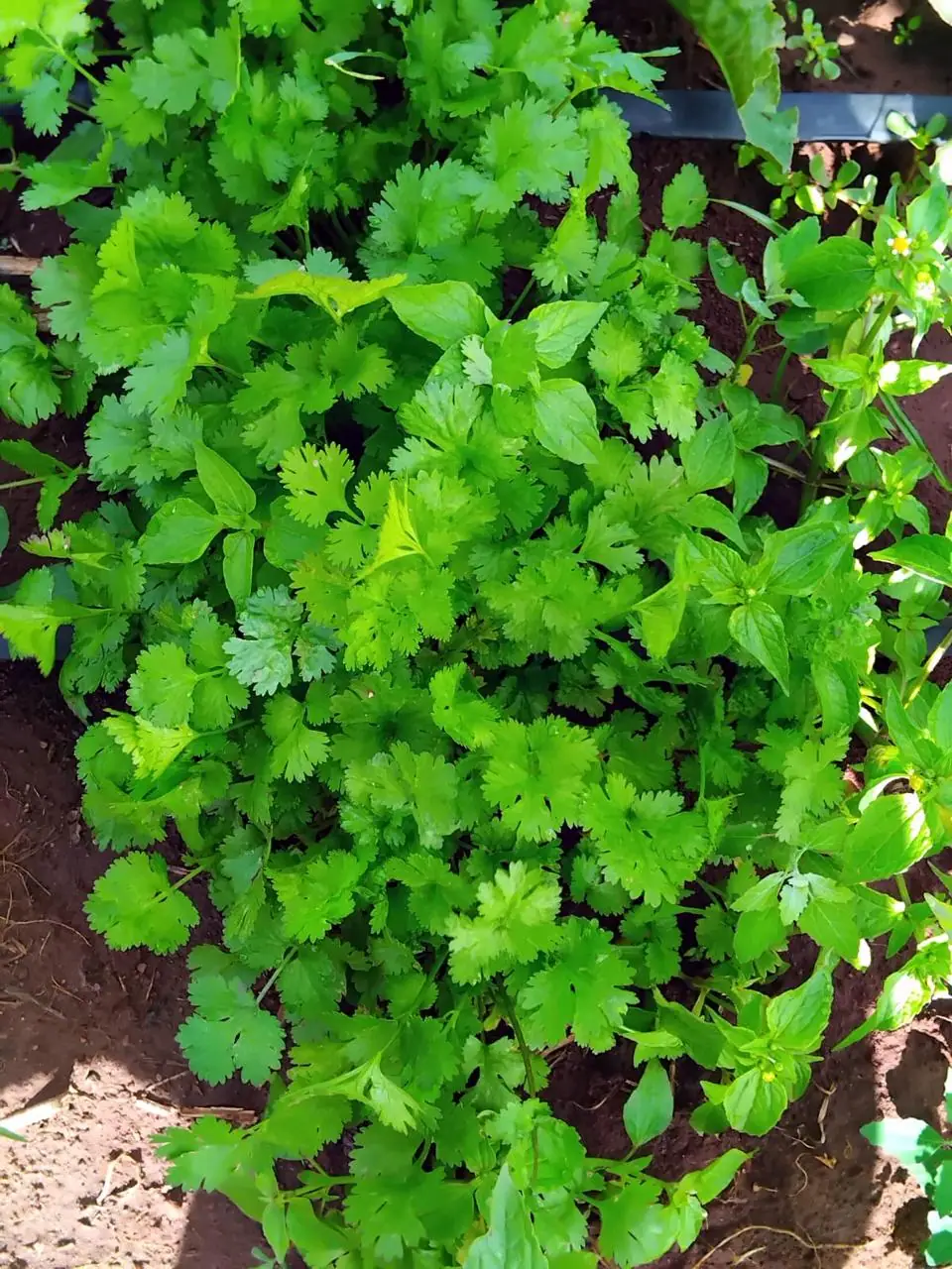 Coriander