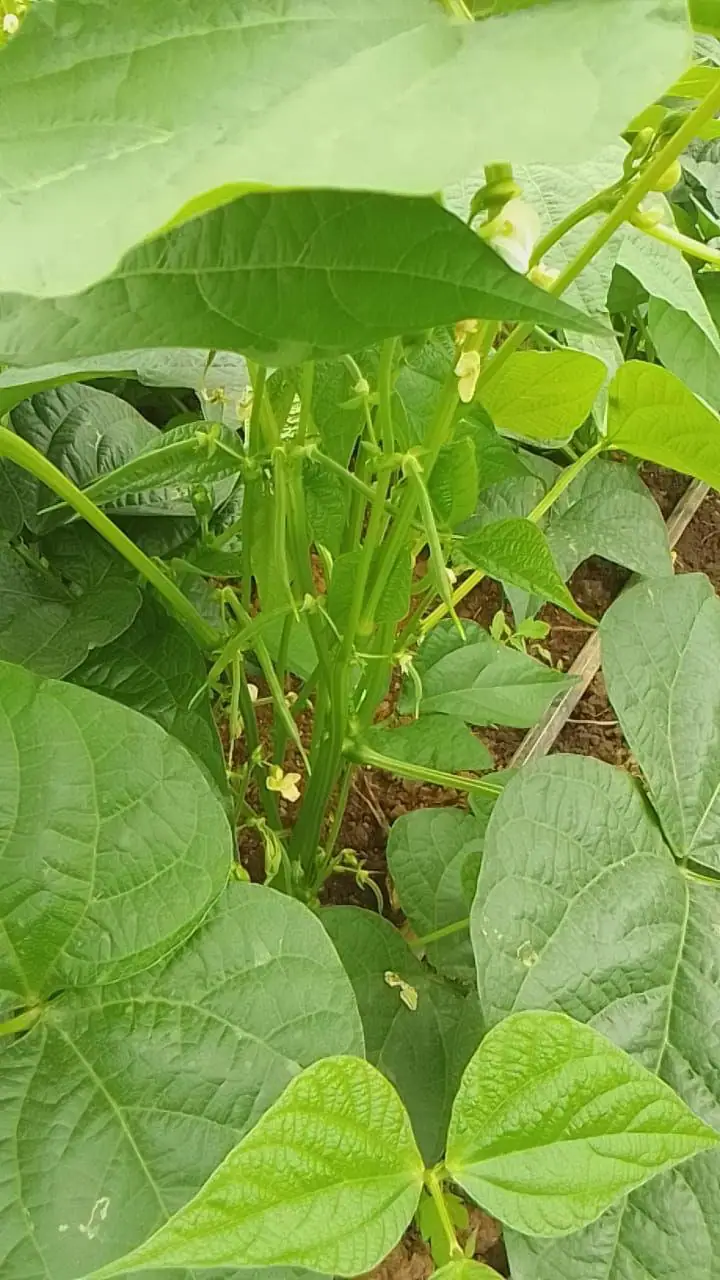 Green Beans