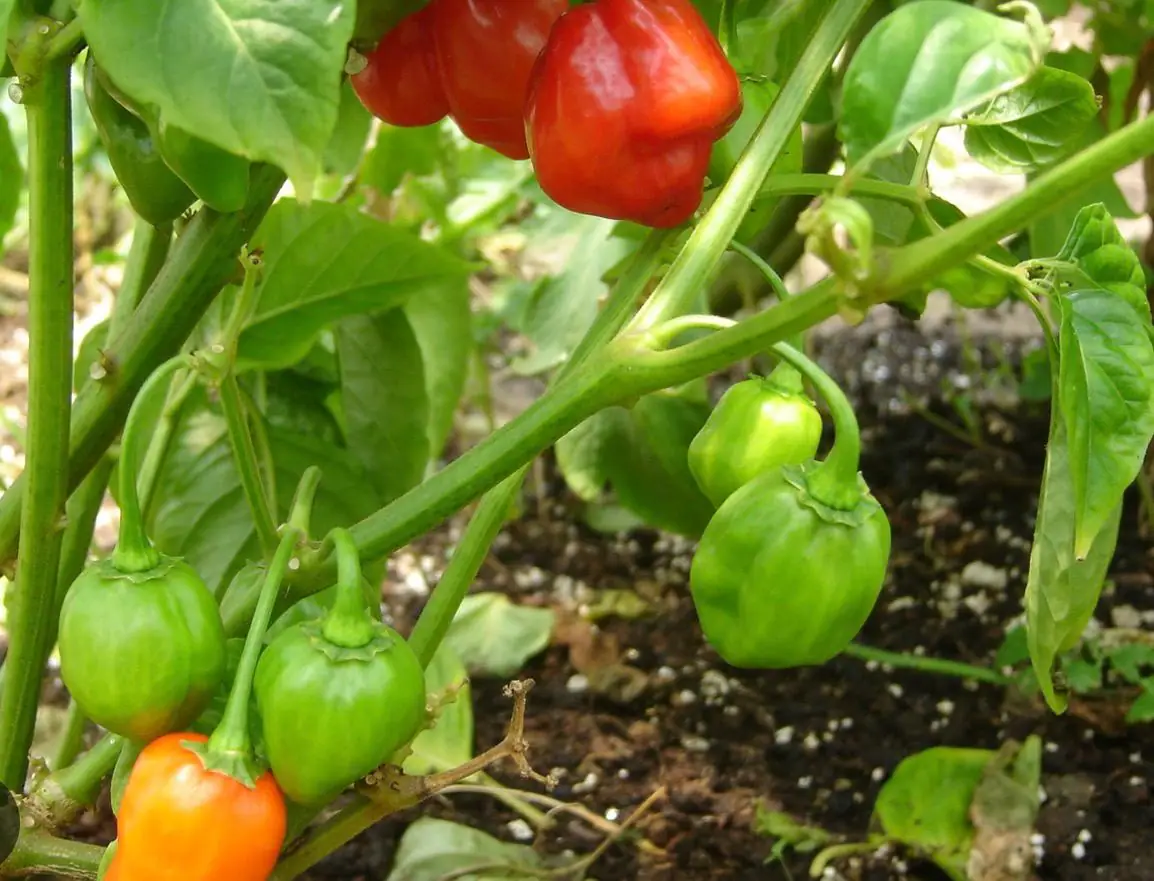 Habanero Chilli