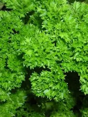 Parsley