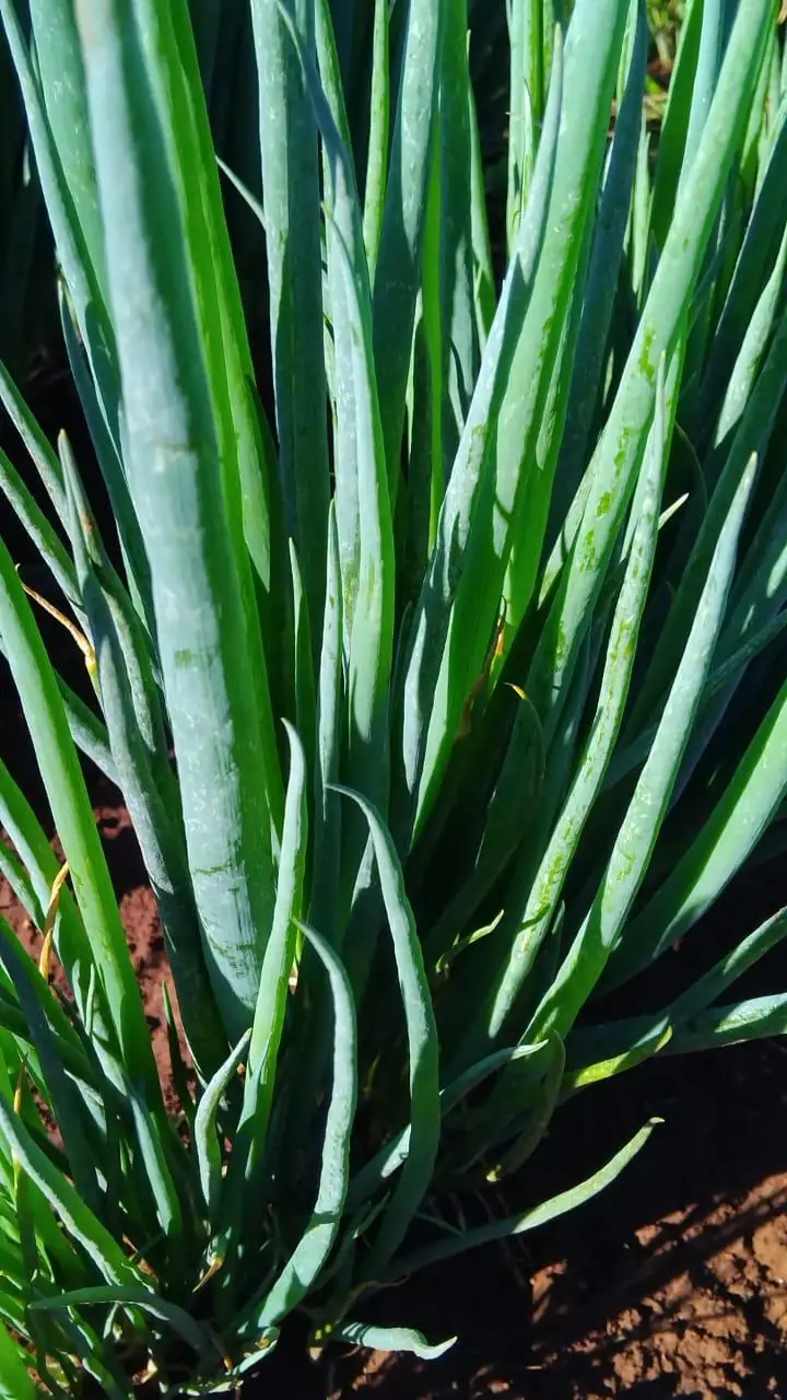 Spring Onions