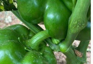 Green peppers on the vine