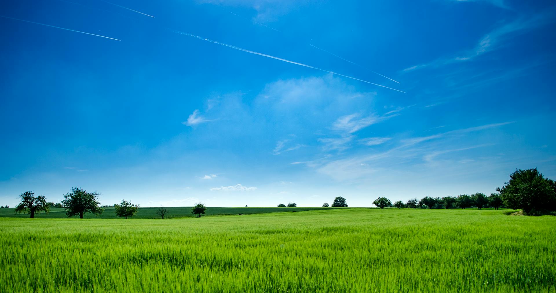Lush green field under a blue sky