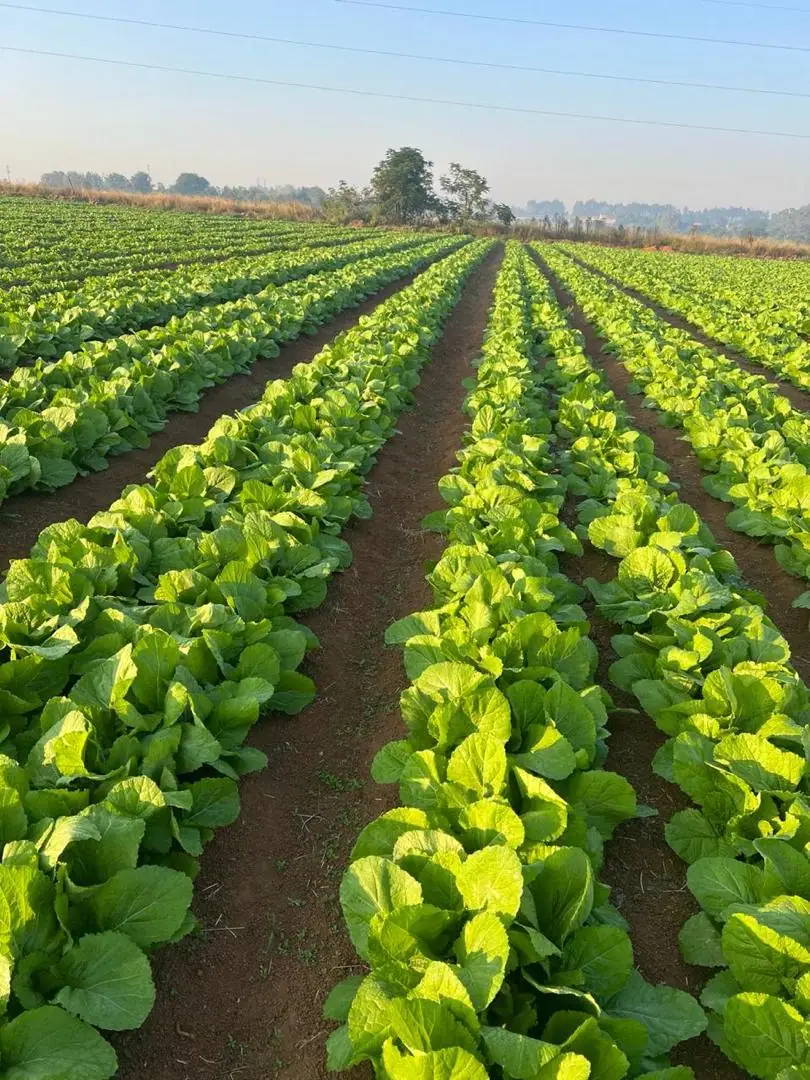Rows of leafy greens stretching across the field at sunrise