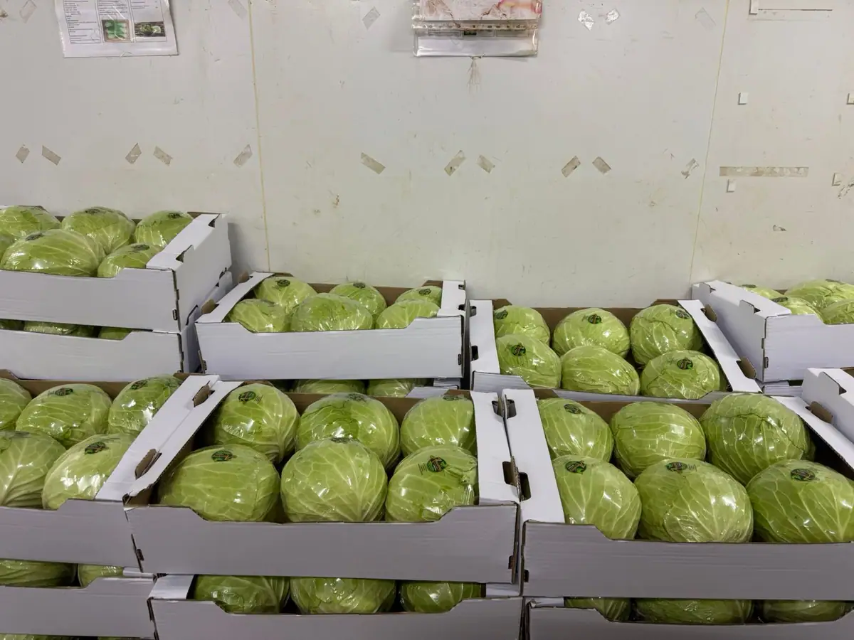 Cabbages graded and boxed for retail