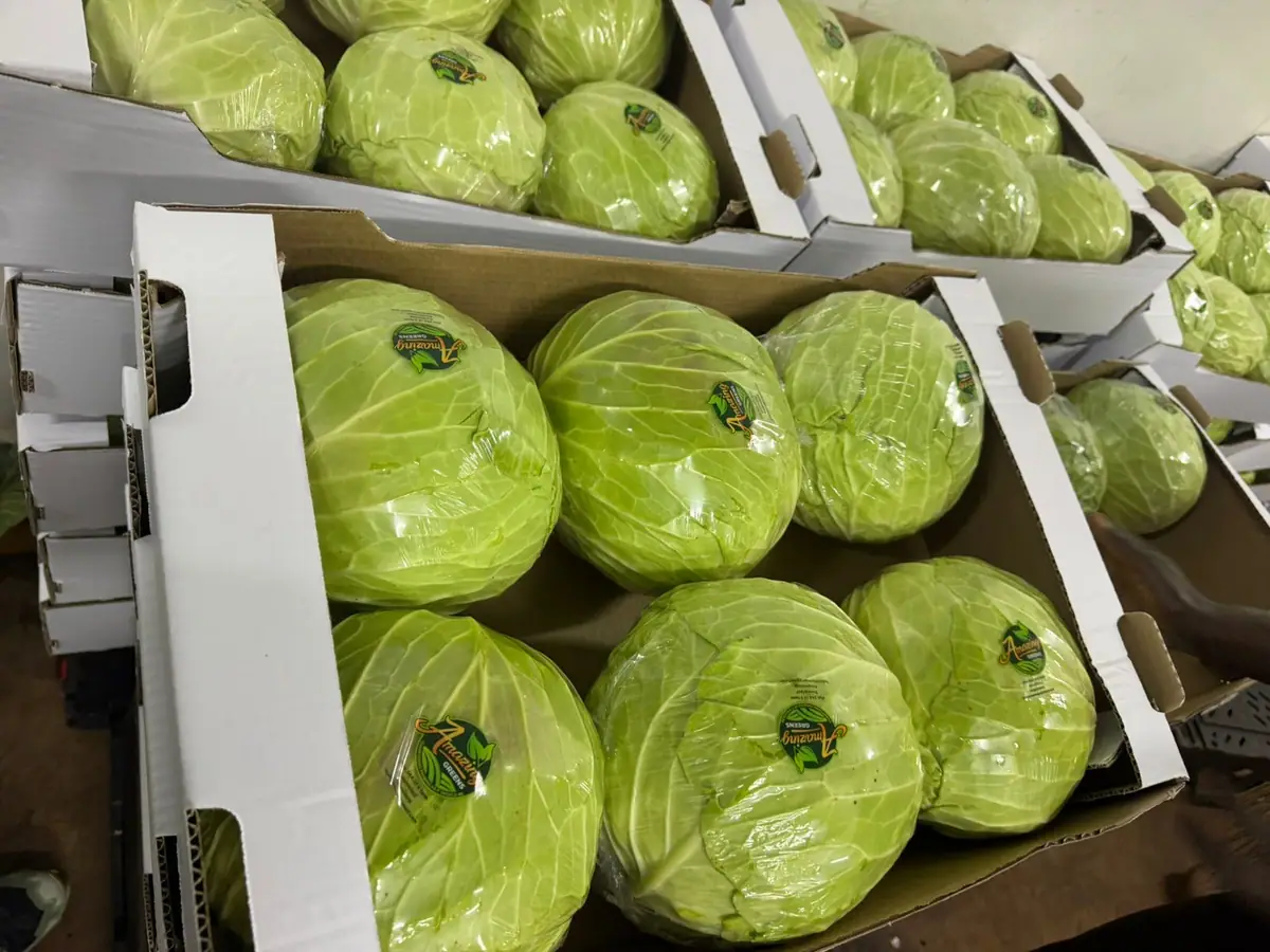 Branded boxed cabbage ready for dispatch