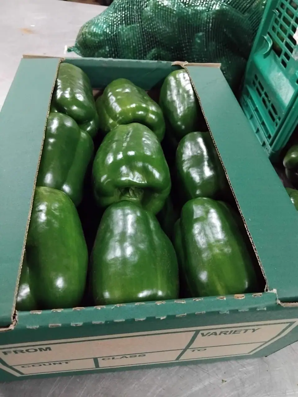 Tomatoes packed in 1 kg retail bags