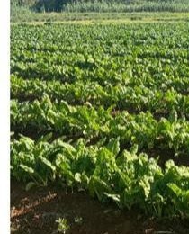 Spinach field