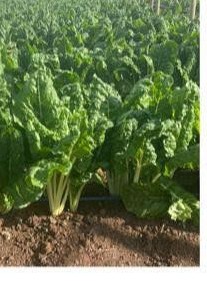 Spinach growing in the field